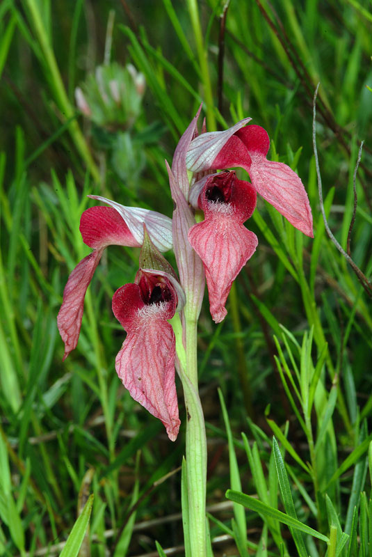 Orchidea rossa da determinare